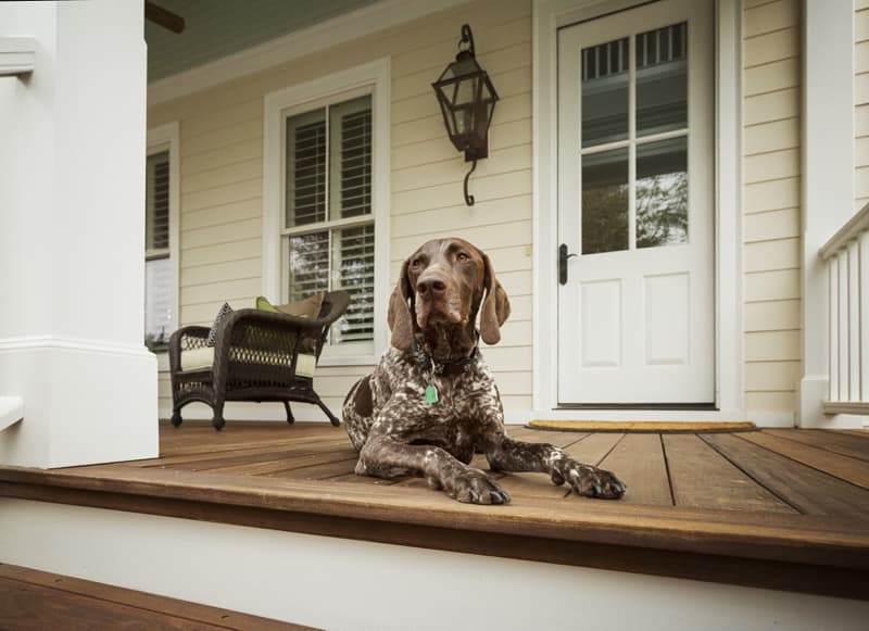 Hardie Plank lap siding on home porch with dog