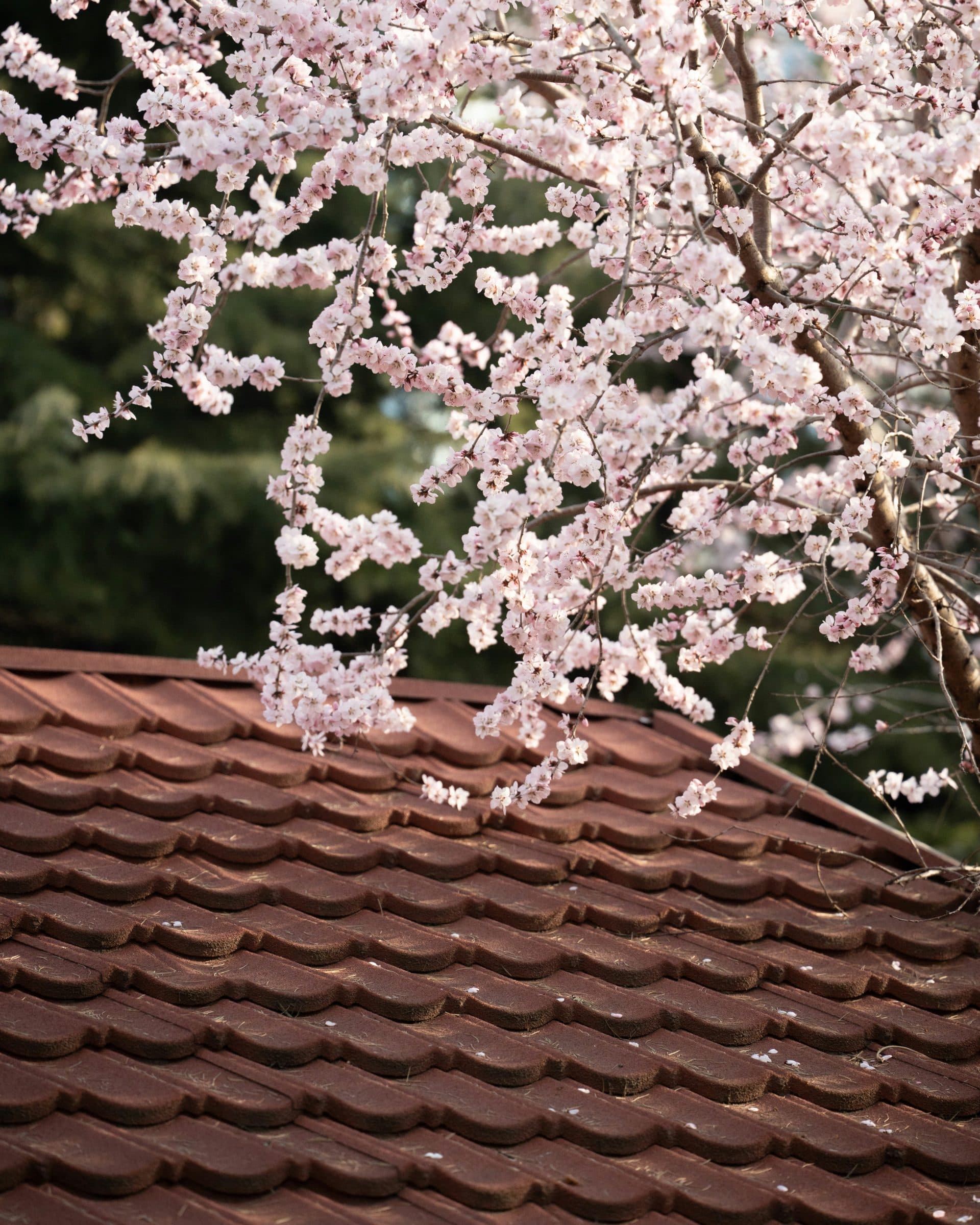 How Much Does a Stone Coated Steel Roof Cost in Colorado in 2026?