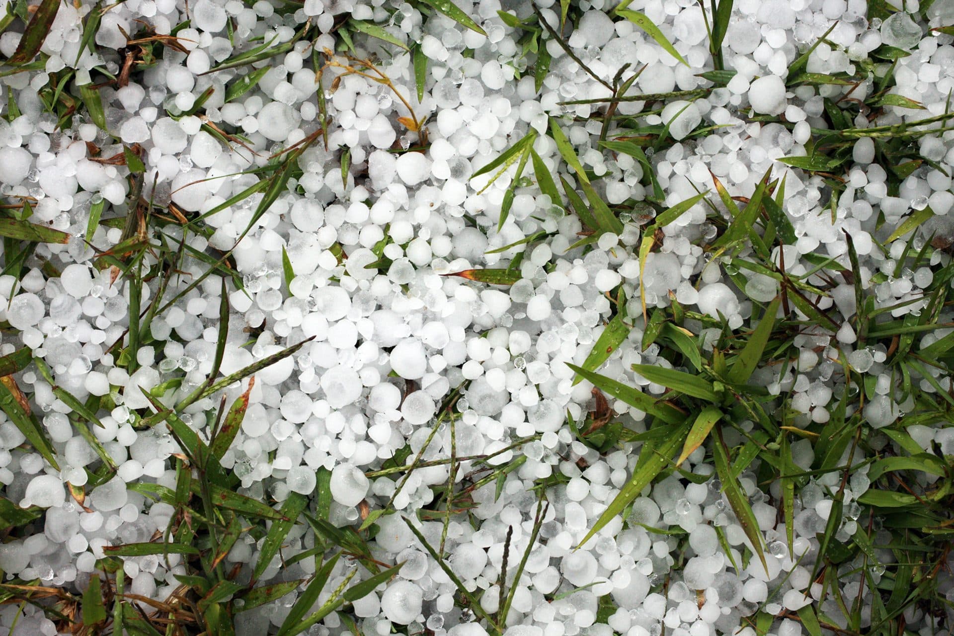 What to Do After Yesterday's Hailstorm: A Practical Guide for Front Range Homeowners — photo 2